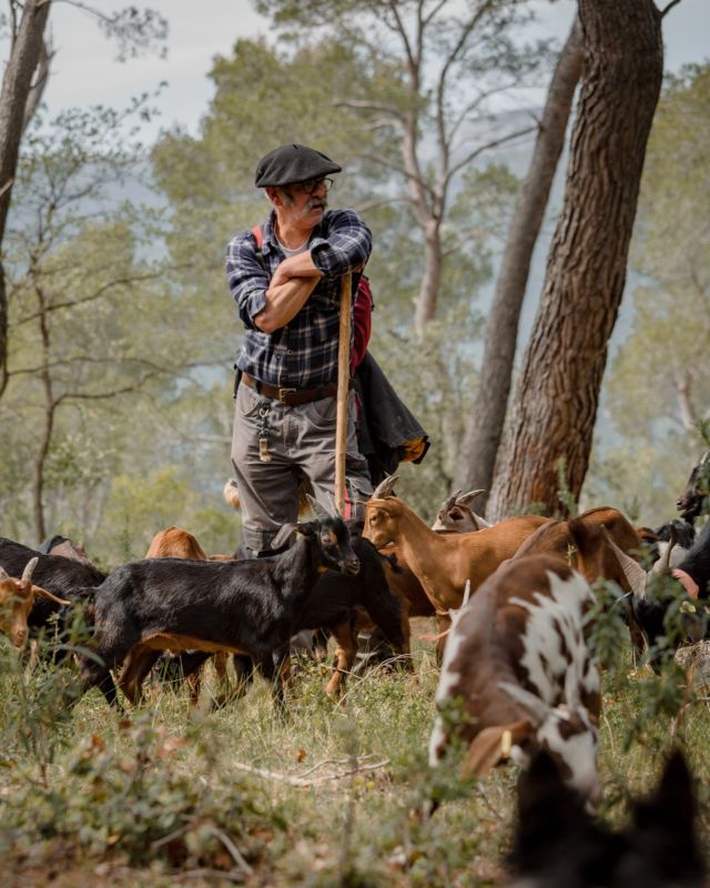 • La saison de la Brousse du Rove est ouverte 🐐🧀

Nous avons suivi Luc Falcot et son troupeau de chèvres du Rove lors d’une garde quotidienne dans le Parc naturel régional de la Sainte-Baume, sur les hauteurs de Marseille. Avec sa femme Magali et son fils Bastien, ils produisent un fromage d’exception fabriqué de février à septembre à partir du lait de ces chèvres : la Brousse du Rove AOP.

« Les chèvres du Rove produisent peu de lait, mais un lait très singulier. On dit souvent qu’il y a le lait de chèvre… et le lait de Rove. »

Qui a déjà goûté ce fromage ici ? 🤤

🔗 « Luc », portrait d’un homme qui rêvait d’être berger, à retrouver sur le site internet Bobine (lien en bio).

#broussedurove #fromagedechevre #fromage #provence #marseille